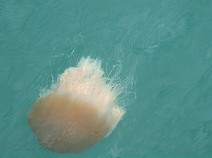 Dangererous  jellyfish